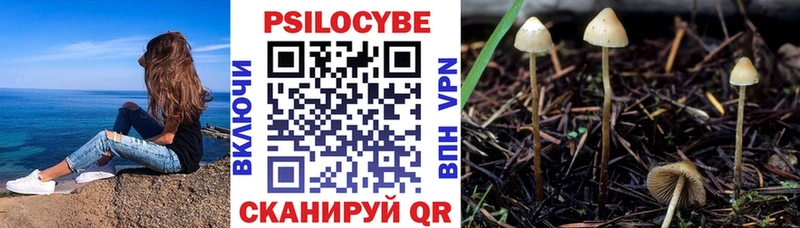 Купить закладки  Абинск  Псилоцибиновые грибы мицелий 